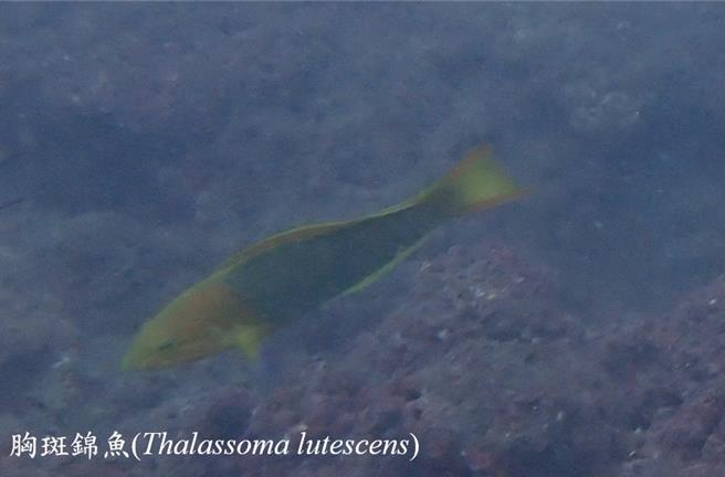 胸斑锦鱼。（新北市动保处提供）
