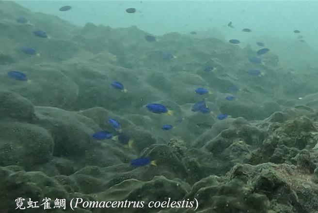 霓虹雀鲷为优势鱼种之一。（新北市动保处提供）