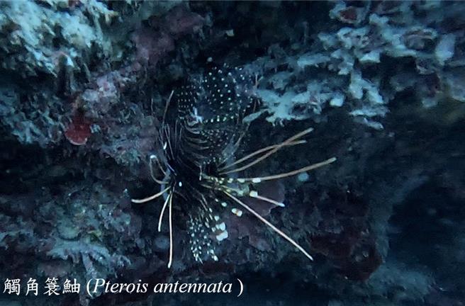 触角蓑鲉，又称狮子鱼，鳍棘具有毒腺。（新北市动保处提供）