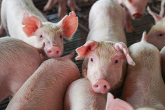 大陸14億人吃 養豬為何慘賠？謝金河曝致命原因 突點名台灣這老闆