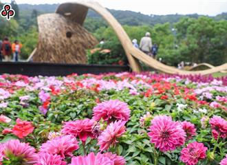 菊展落幕花卉銷毀做堆肥 公園處將研擬贈送民眾籲：勿隨意丟棄
