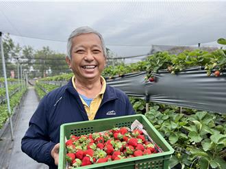 今年冬天變冷較晚 善化草莓「粒粒皆辛苦」