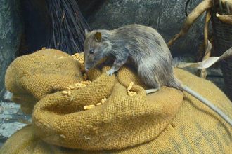 烏克蘭前線鼠患不止 士兵們面臨疫病「老鼠熱」
