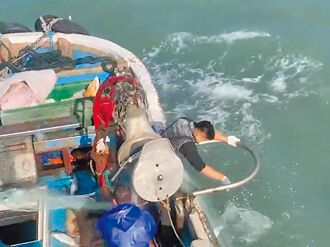 彰化 冒寒風搏巨浪 滿載肥美烏魚歸