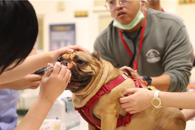 巴哥犬、法國鬥牛犬、英國鬥牛犬等短吻犬，因極端的繁殖表型而易患呼吸道疾病。（台大提供）