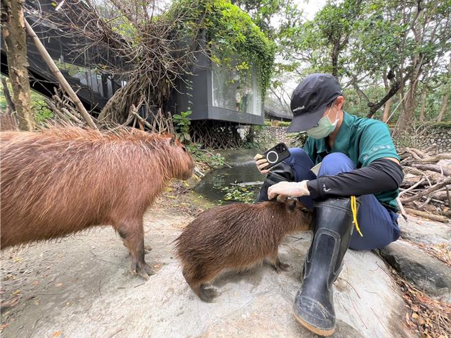 透过亲近训练使新生水豚跟妈妈愿意主动靠近保育员。（柯宗纬翻摄）