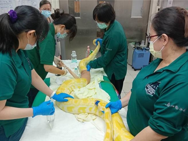 保育员协助黄金蟒医疗保定作业。（柯宗纬翻摄）