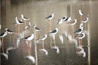 金山清水農地鳥群派對 新北動保處提醒賞鳥3不原則