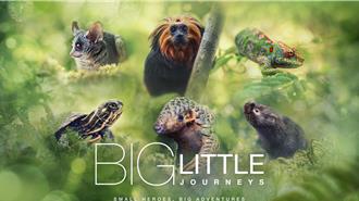 承接迪士尼！BBC Studios旗下2品牌元旦起登有線電視基本頻道