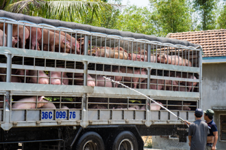 越南义安省非洲猪瘟疫情延烧  21天爆发上百起