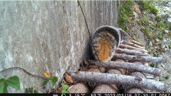 南投縣水里鄉益則坑溪整治，在河堤邊設置動物通道，方便食蟹獴等動物進出覓食。（林保署南投分署提供／楊靜茹南投傳真）
