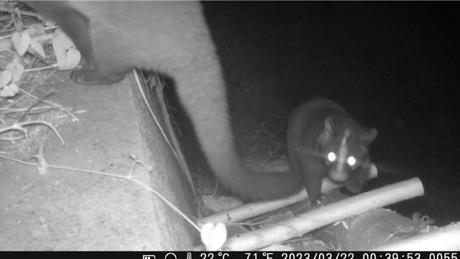 白鼻心使用益則坑溪堤防邊所設置動物通道進出，有效連結森林及溪流的環境。（林保署南投分署提供／楊靜茹南投傳真）