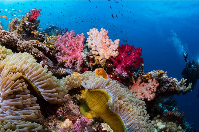 弹头专辑内页收录海底世界美丽奇观。（美秀创意提供）