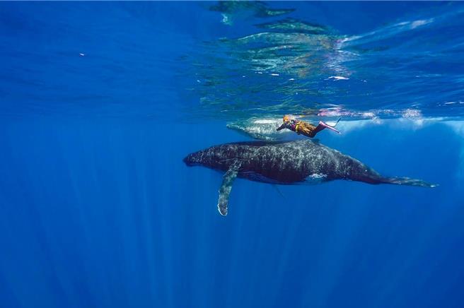 弹头与鲸鱼同框画面震撼。（美秀创意提供）