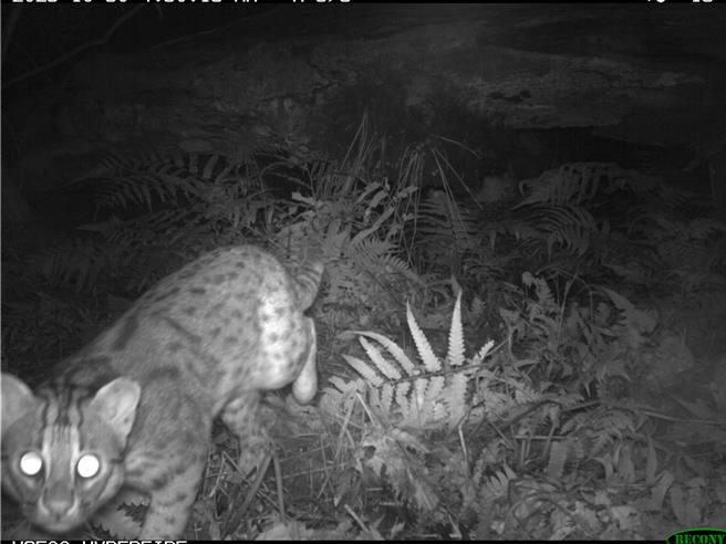 宜兰大学研究团队在大礁溪实验林场拍摄到石虎的身影，校方说，这是30年来宜兰县第一笔有清晰影像的石虎纪录。（宜兰大学提供／李忠一宜兰传真）