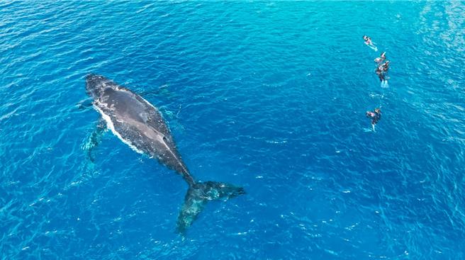 舒梦兰自在地游在大翅鲸旁边。（东森提供）