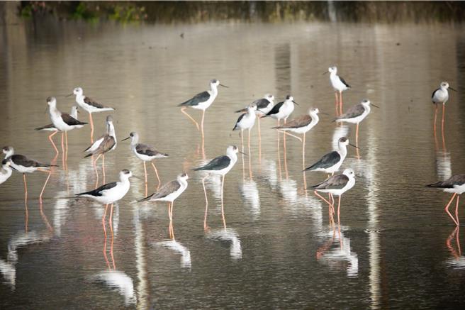 高蹺鴴群聚休憩。（鳥友蔡添富提供）