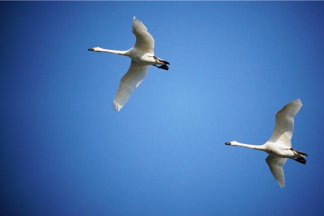 小天鵝天空翱翔英姿。（鳥友蔡添富提供）
