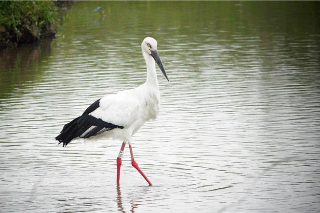 東方白鸛淺灘戲水。（鳥友蔡添富提供）