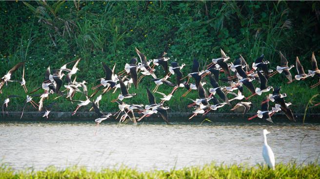 高蹺鴴展翅飛翔。（鳥友蔡添富提供）