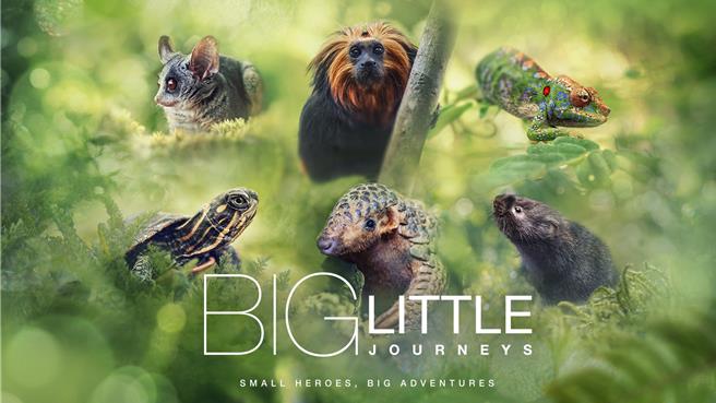 《小动物的生命奇蹟》将于1月31日起，每周三晚间7点55分在BBC Earth频道播出。（BBC Studios提供）