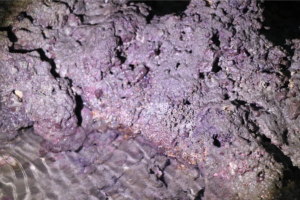 桃園市觀音區大潭藻礁中的柴山多杯孔珊瑚。（蔡明亘攝）