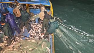 大豐收！彰化一夜捕獲2萬尾烏魚  漁民進帳800萬