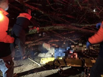 南投虎頭山地理中心碑晨運 大樹倒塌猛砸釀2重傷2輕傷