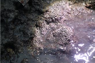 中油称三接工程生态丰富 环团：柴山多杯孔珊瑚面积缩