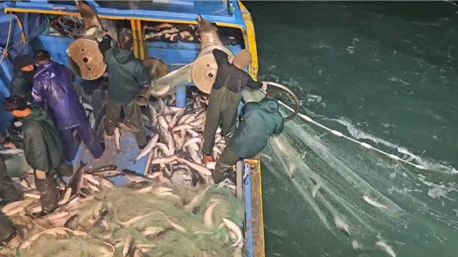 彰化县线西乡塭仔渔港「泓泉号」渔船船长黄超群29日传回好消息，在苗栗县通霄外海一次捕获2万尾乌鱼。（渔民提供。孙英哲彰化传真）