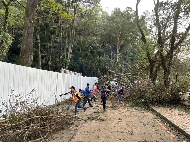 日管處與埔里鎮公所人員獲報前往醫院探視傷者，並派員排除倒塌大樹。（民眾提供／楊靜茹南投傳真）