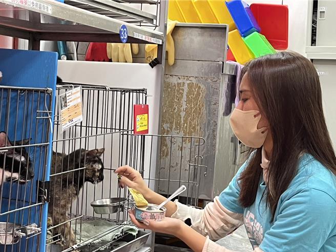 怪兽部落行销经理刘祤芮猫咪互动。（新北市动保处提供）