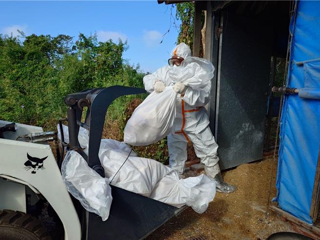 台南市动保处29日前往麻豆区一处禽场，派员清理手艺情感染的一万多只土鸡。（台南市动保处提供／程炳璋台南传真）