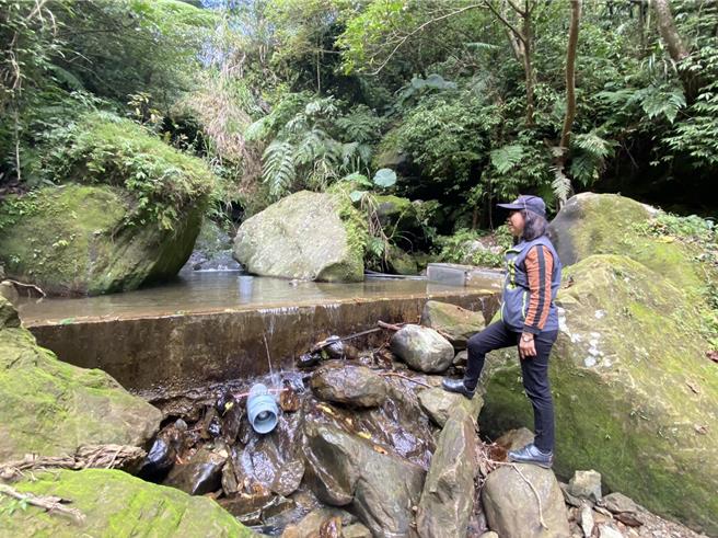 新北市望古里石灼坑地區 16戶居民生活起居全靠基隆河上游野溪，望古里長林寶玫表示，這次工程在崎嶇濕滑的河床向上找水源，才能讓下方的系統有水可用。（新北市水利局提供）