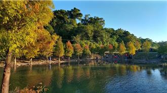 桃園落羽松祕境「估1月盛紅」 中庄吊橋遊客破61萬