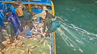 30年最多 彰化漁民1夜捕獲2萬尾烏魚