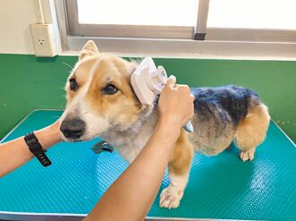 台南 惡女虐狗 辯親人過世失控 網友砸蛋 汪汪被沒入安置