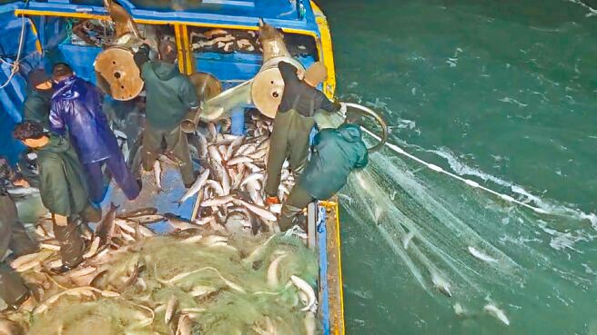 彰化縣線西鄉塭仔漁港「泓泉號」漁船船長黃超群29日傳回好消息，在苗栗縣通霄外海捕獲2萬尾烏魚。（漁民提供／孫英哲彰化傳真）