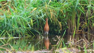 全球紀錄僅200餘筆 「迷鳥」嬌客現蹤田寮洋