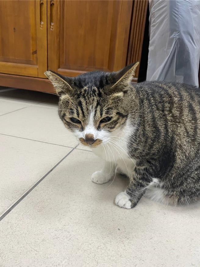 喵星人遭困倒吊墙上，人民保母神救援。(警方提供／蔡依珍桃园传真)