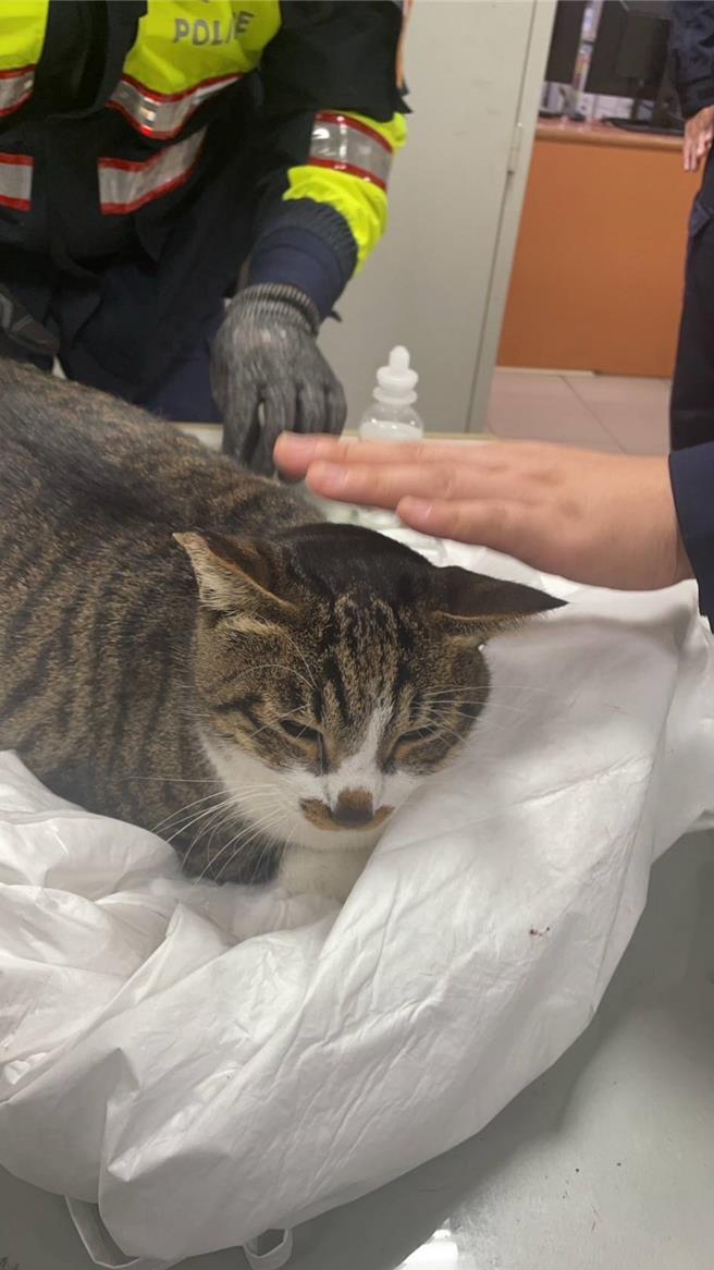 喵星人遭困倒吊墙上，人民保母神救援。(警方提供／蔡依珍桃园传真)