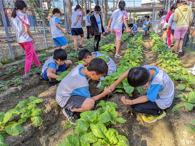 梓官国小与梓官农会合作推动食农教育，在校园种植基地用无毒耕种方式种出一颗颗翠绿的蔬菜，正值岁末寒冬，师生一同採收贩售，将所得捐助当地社福团体，为社区孤老带来温暖与关怀。（高雄市教育局提供／林雅惠传真）