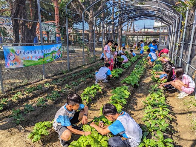梓官国小与梓官农会合作推动食农教育，在校园种植基地用无毒耕种方式种出一颗颗翠绿的蔬菜，正值岁末寒冬，师生一同採收贩售，将所得捐助当地社福团体，为社区孤老带来温暖与关怀。（高雄市教育局提供／林雅惠传真）