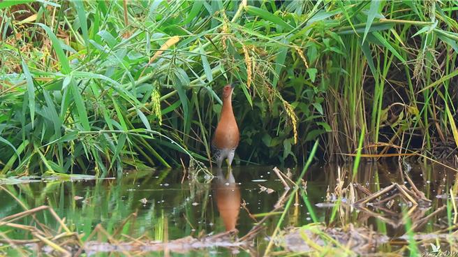 全球僅200多筆紀錄的斑脇秧雞，今年被發現出現在田寮洋地區。（新北市農業局提供／呂健豪新北傳真）