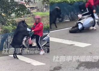 奇景！「暴衝山羊」正面對決機車！女騎士「嚇翻尖叫」棄車落跑