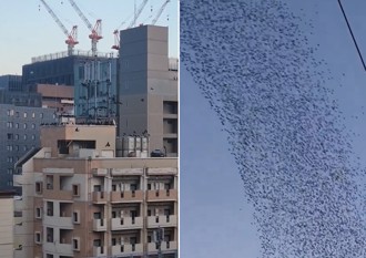 日本強震前異象？千鳥列隊飛越天際 市區烏鴉突群聚頂樓