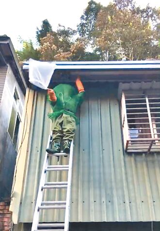 山區遇虎頭蜂 動保處籲盡速遠離