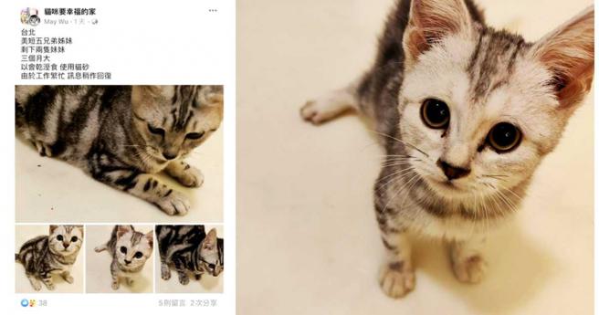 男子在爱心认养社团贴文「送」猫，并以可爱小猫照片试图增加「买气」。（图／翻摄画面）