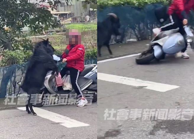 女騎士騎車至新北市三芝區台2線田寮路口時，遭到1頭黑山羊作勢攻擊，嚇得她尖叫落荒而逃。（圖／翻攝自社會事新聞影音）