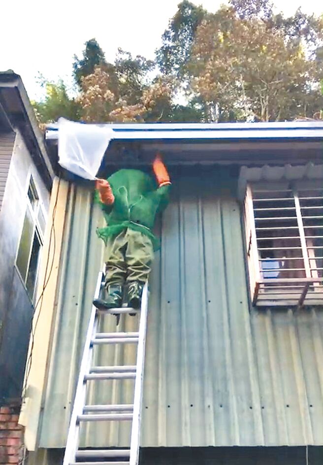 捕蜂作業為高危險業務，新北蜂巢摘除一年平均有8000件通報案，全數委外予專業捕蜂廠商辦理。（新北市動保處提供／陳慰慈新北傳真）